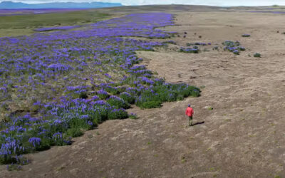 Iceland’s Deserts Are Turning Purple
