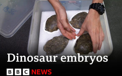 Dinosaur Embryos discovery
