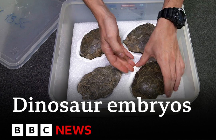 Dinosaur Embryos discovery