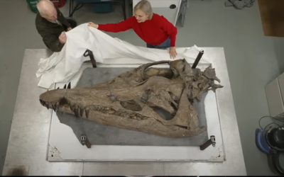 Pliosaur skull found in the Jurassic Coast in Dorset, UK