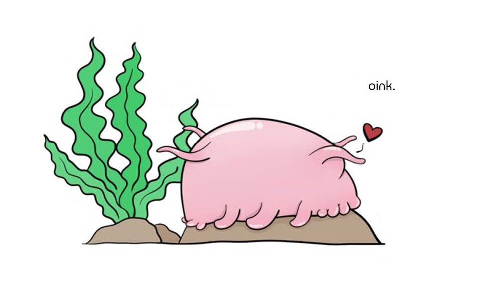 Sea Pig (and 99 other species)