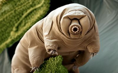 Tardigrades