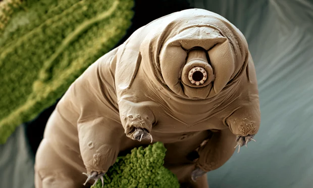 Tardigrades