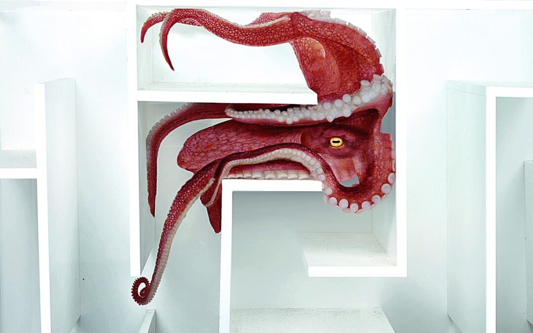 Octopus in Underwater Maze